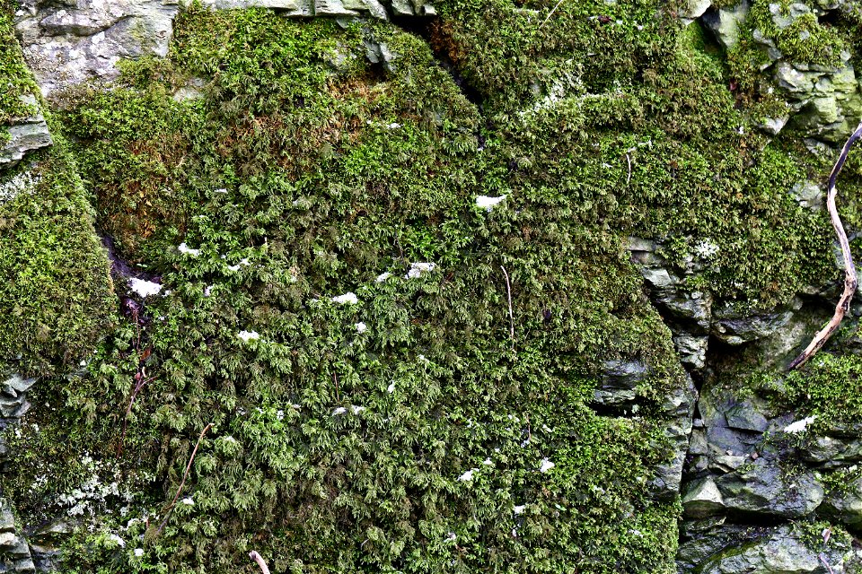 Nature Moss