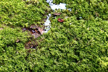 Nature Moss