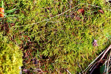 Nature Moss
