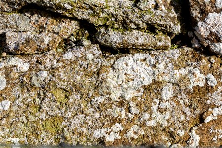 Nature Lichen