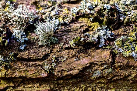 Nature Lichen