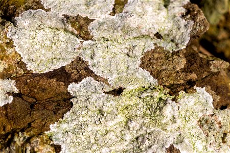 Nature Lichen