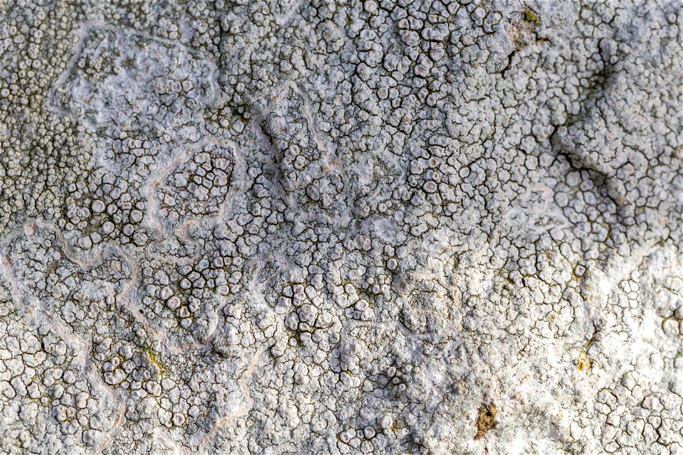 Nature Lichen