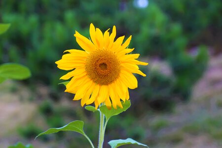 Nature yellow summer
