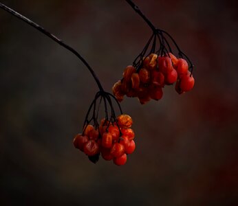 Fruit red ripe