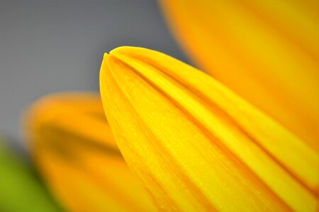 Bloom summer yellow