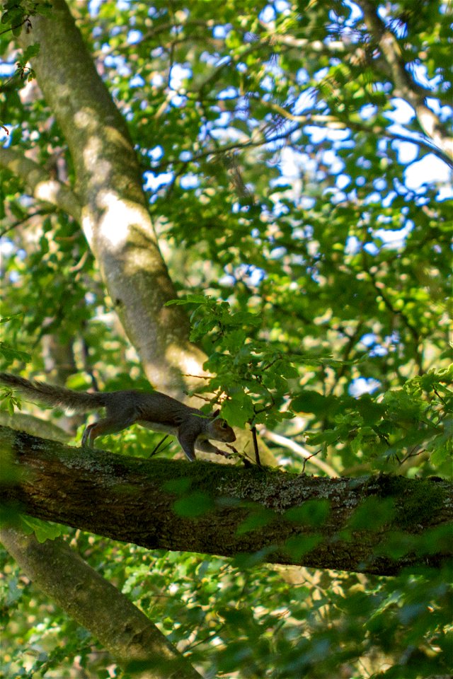 Fauna Mammals