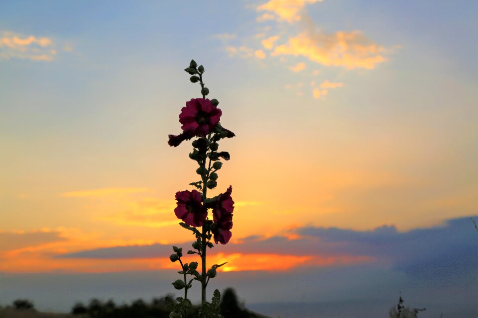 Nature sky in the evening