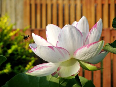 Petal lotus flower blossom