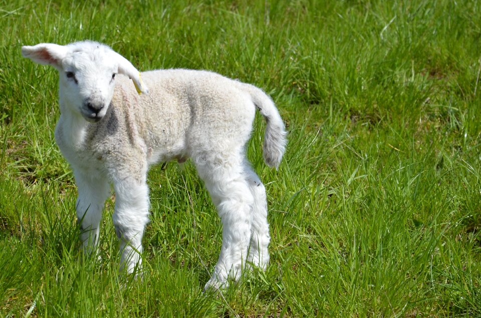 Mammals cute agriculture