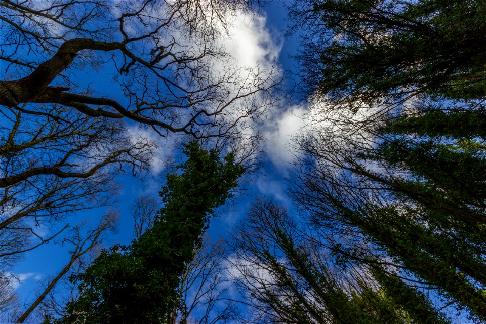 Nature Forest
