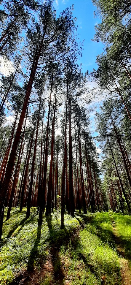 Nature Forest