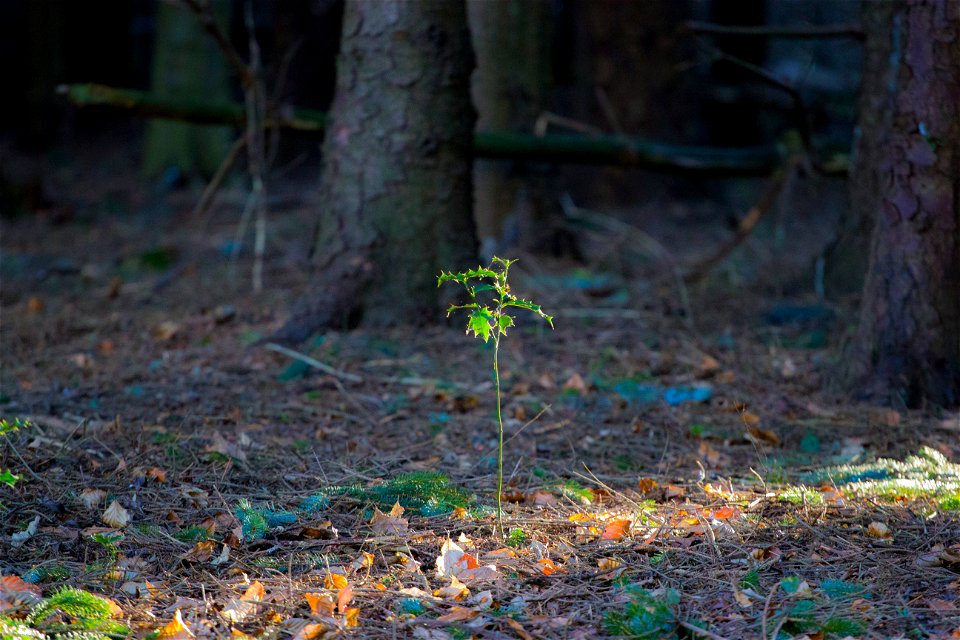 Nature Forest