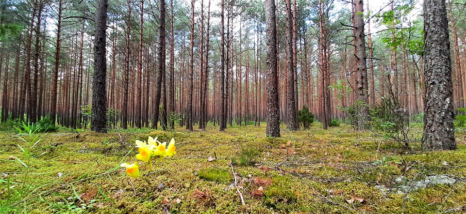 Nature Forest