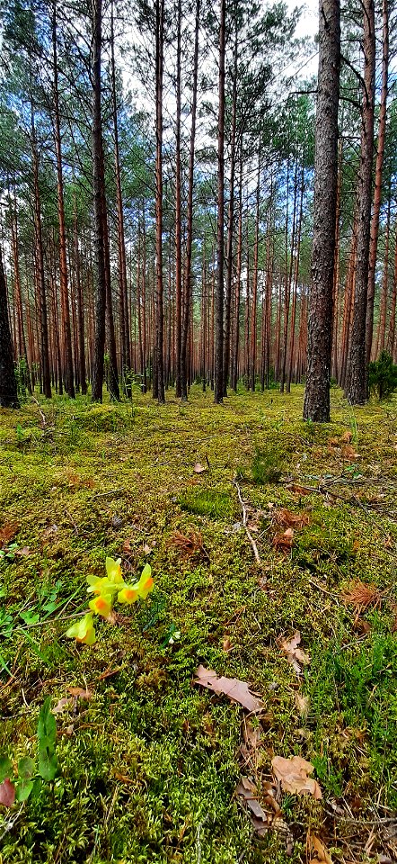 Nature Forest