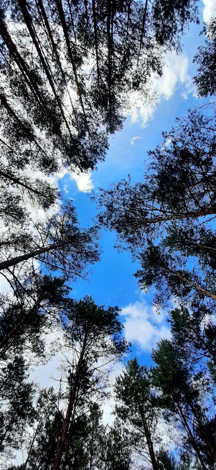 Nature Forest