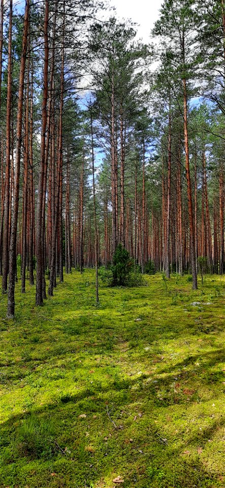Nature Forest