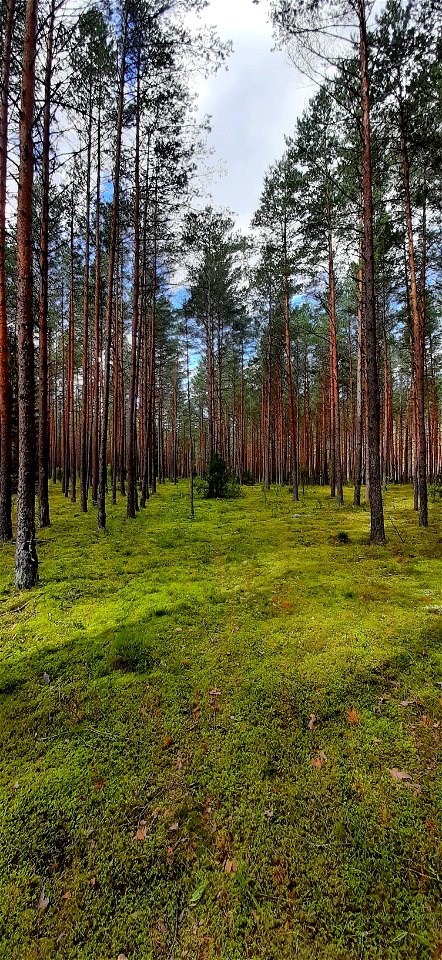 Nature Forest