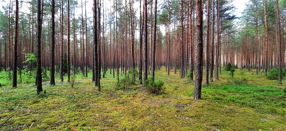 Nature Forest