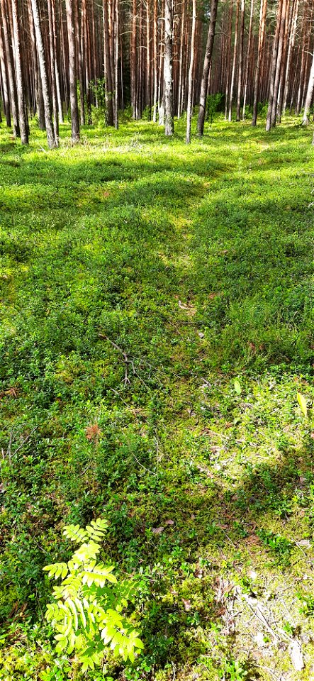 Nature Forest