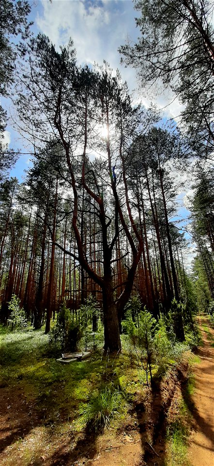 Nature Forest