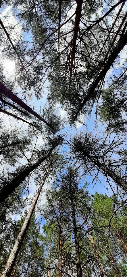 Nature Forest