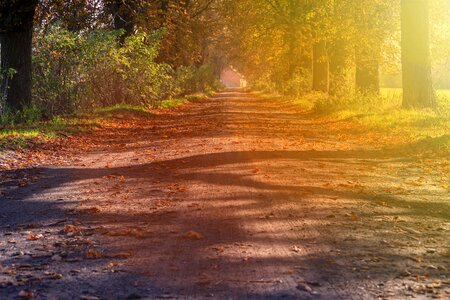 Landscape road light