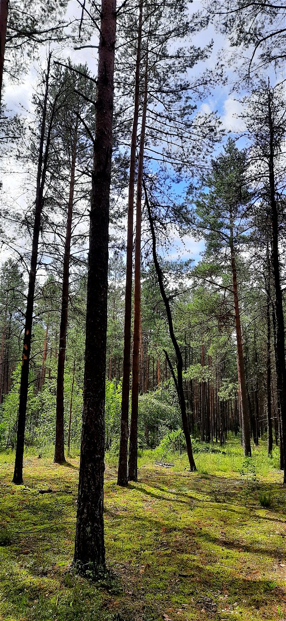 Nature Forest