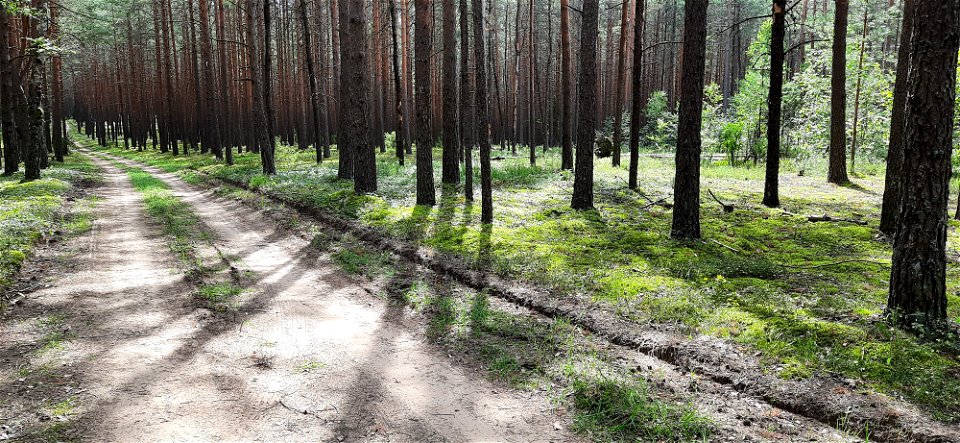 Nature Forest