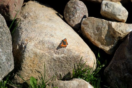 Fauna Insects