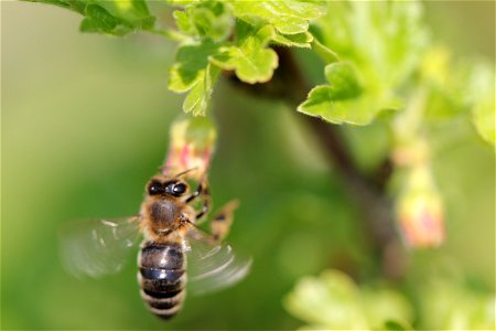 Fauna Insects