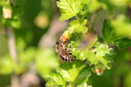 Fauna Insects