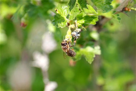 Fauna Insects