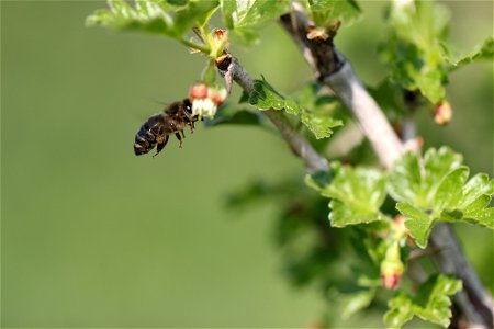 Fauna Insects