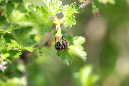 Fauna Insects