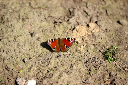 Fauna Insects
