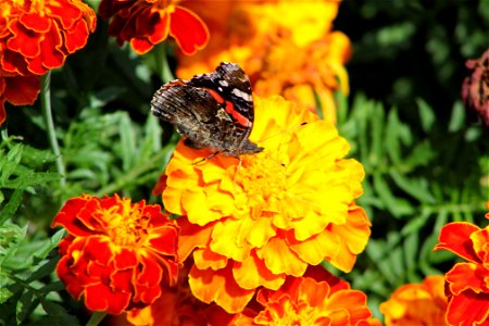 Fauna Insects