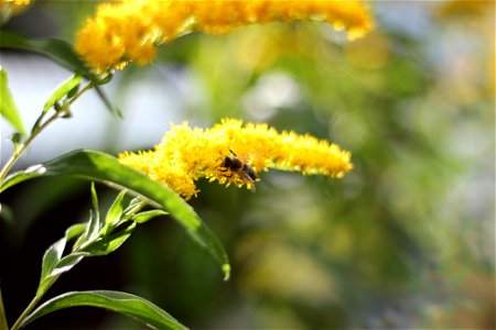 Fauna Insects