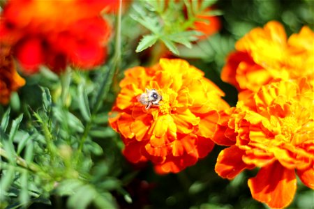 Fauna Insects
