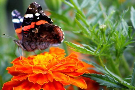 Fauna Insects
