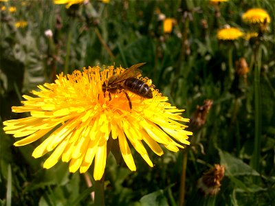 Fauna Insects