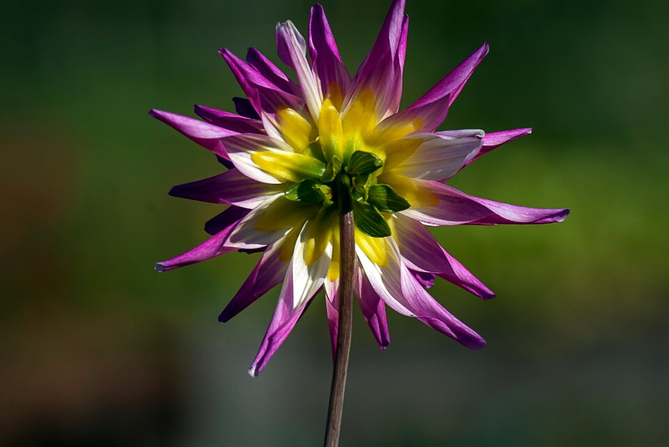 Color garden plant beauty