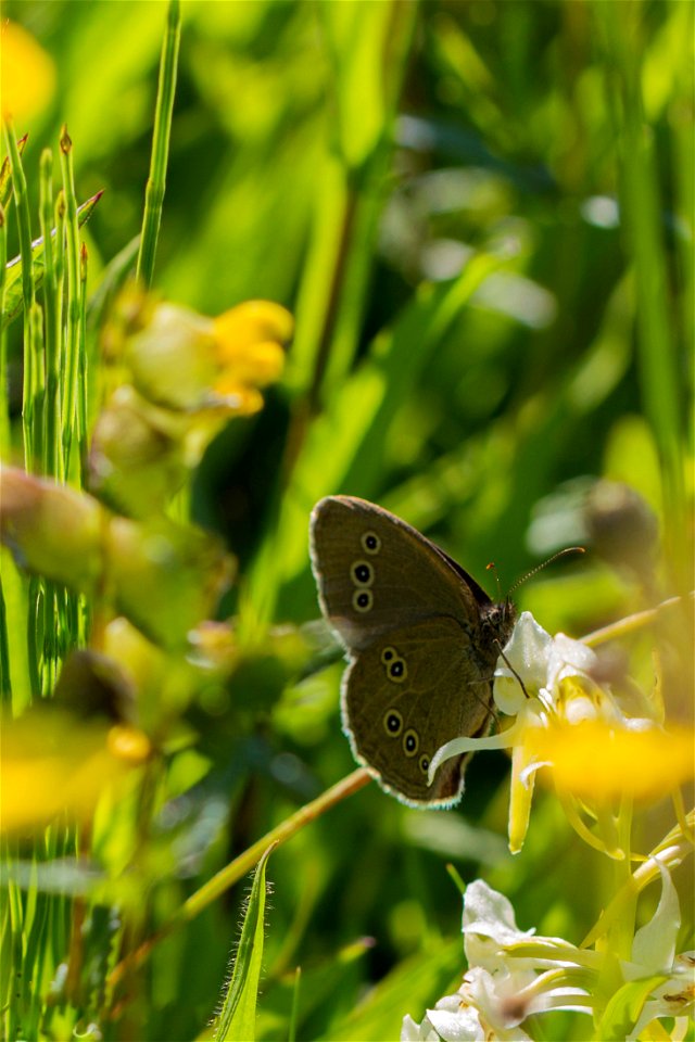 Fauna Insects