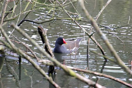 Fauna Birds photo