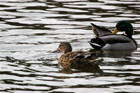 Fauna Birds