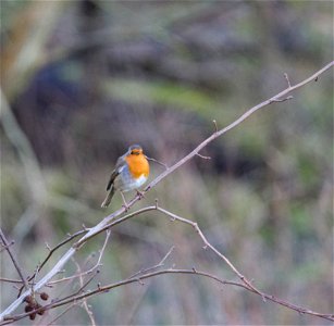 Fauna Birds photo