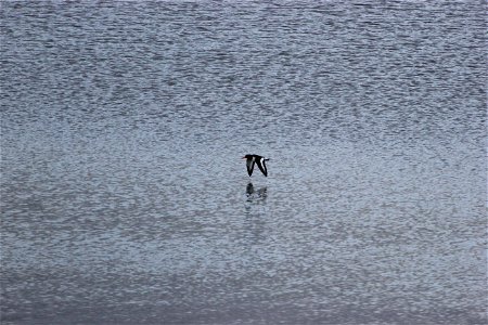 Fauna Birds