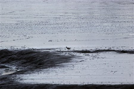 Fauna Birds