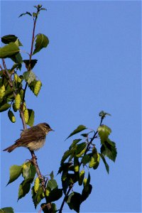 Fauna Birds photo