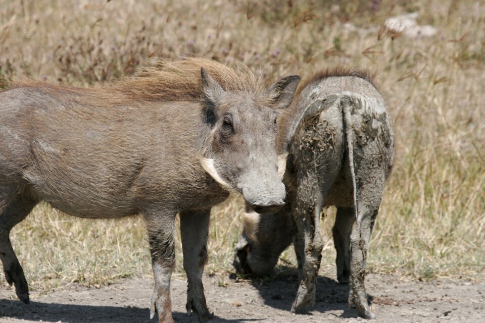 Nature animal wildlife